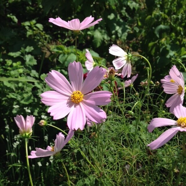 おはようございます