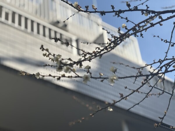 かすみです🍀.⋆