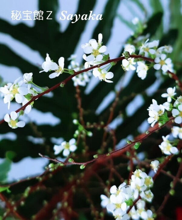 ♡さやかです♡