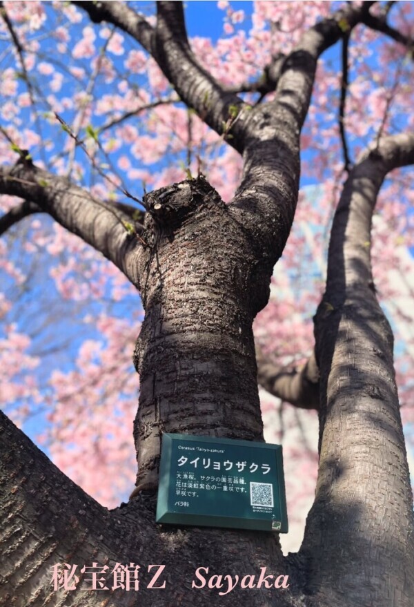 ♡さやかです♡