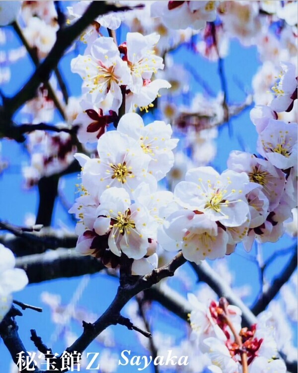 ♡さやかです♡