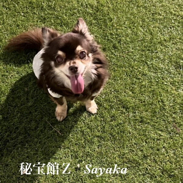 ♡さやかです♡