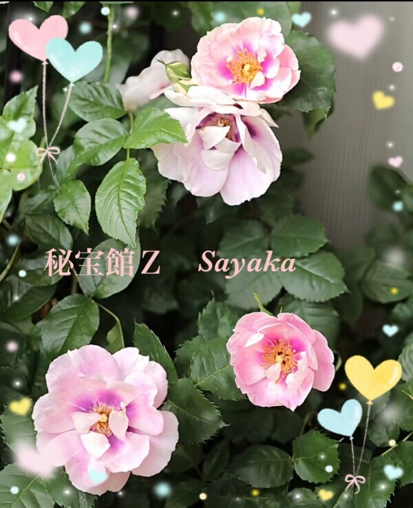 ♡さやかです♡