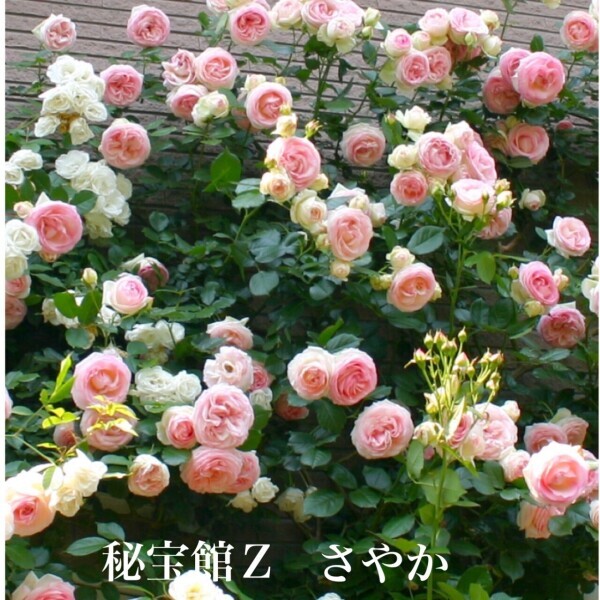 ♡さやかです♡