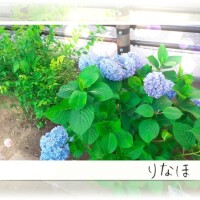 りなほ