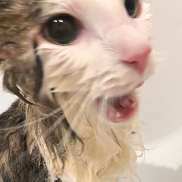 申し訳ございません