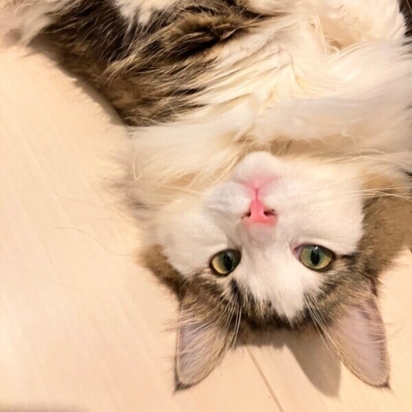 明日います