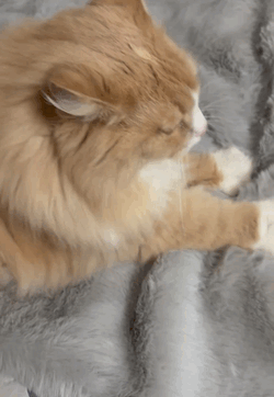 もこもこふわふわ🐱