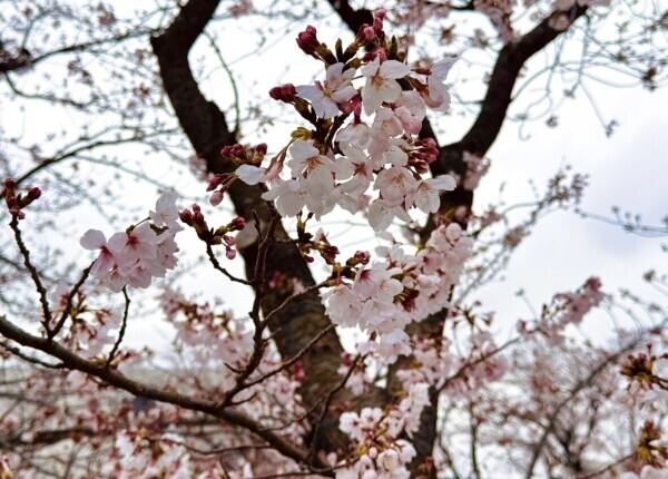春ですね🌸