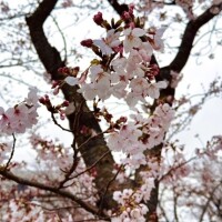 すみれ
