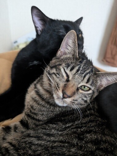 ｷﾞｭと♡ﾁｭ♡