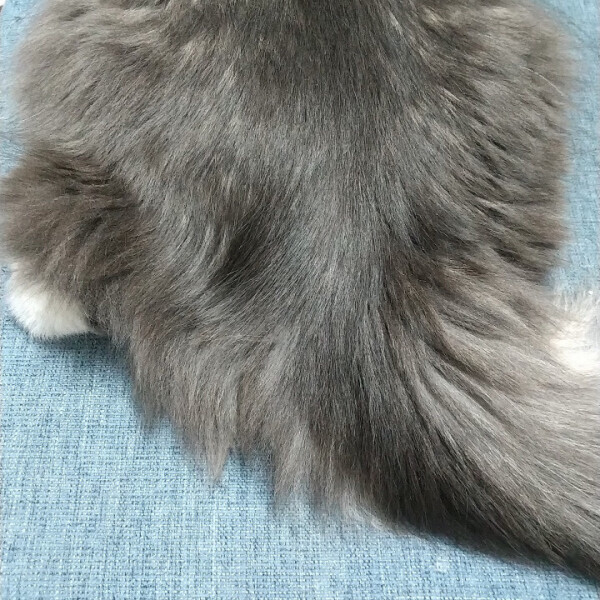 くしゃみがツラい