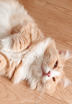 癒しタイム(* ´  ` *)ᐝ