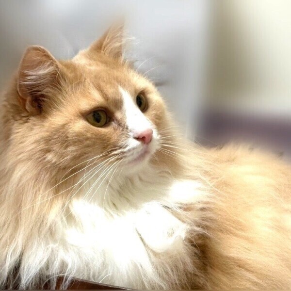 お休みしてます。