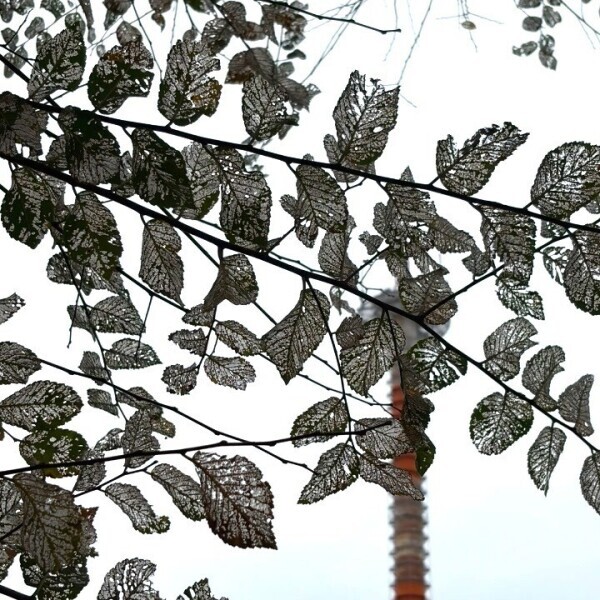 お酒に強くなった気分になれる