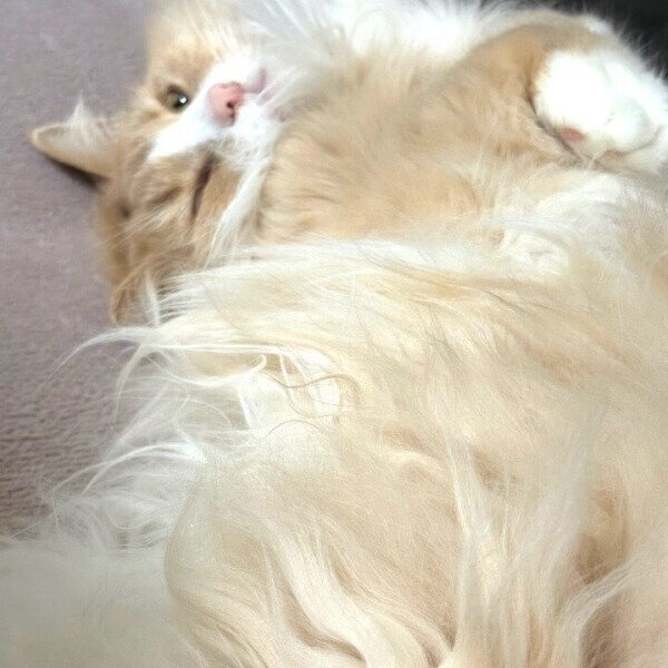 (๑¯ω¯๑💧)ｱﾚｪ…