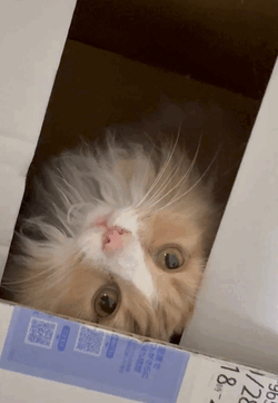 今日もお疲れ様です🐱ᩚ💕