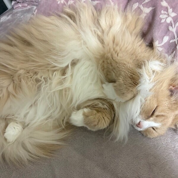 (っ ॑꒳ ॑c)…ﾜｸﾜｸ💕