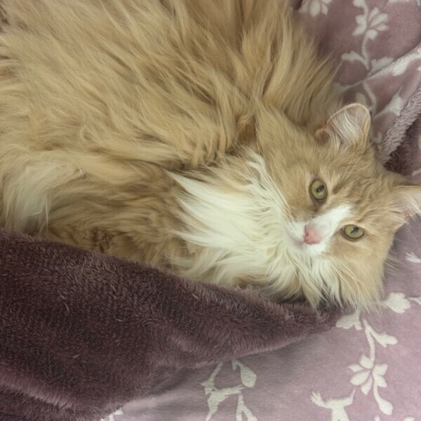 お知らせです。