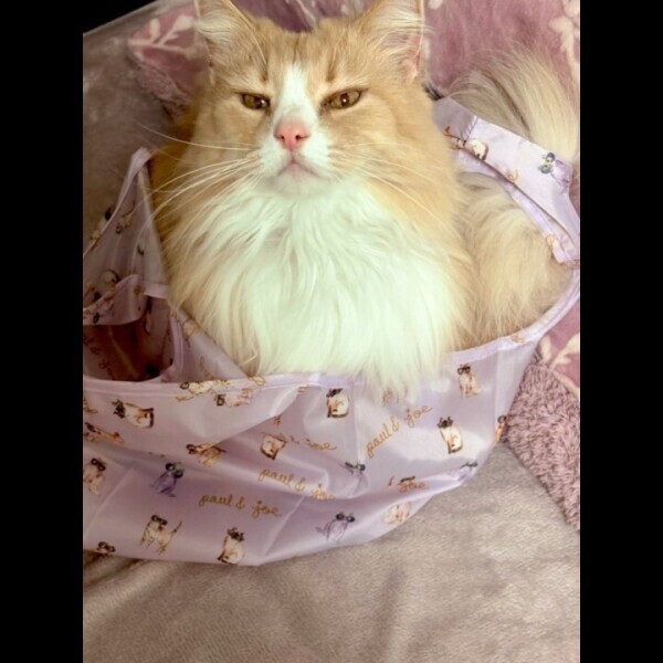 袋入り娘🐱ᩚ💓💓