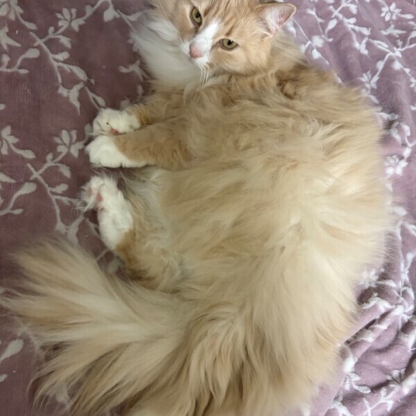 はやめのお知らせ