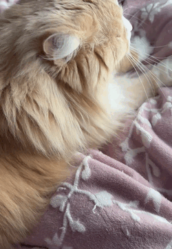 1週間お疲れ様🐱ᩚ💖