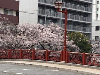 お久しぶりです🌸