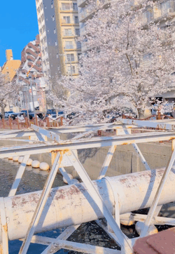 【ボイス動画】桜をそえて