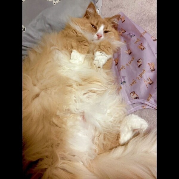 お詫び🙇‍♀️