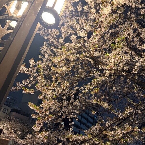 🍡夜桜🍡