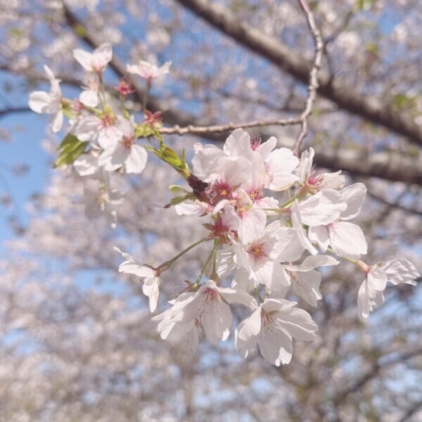 本日17時から🎀