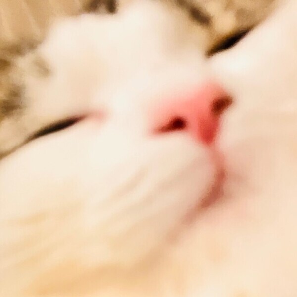 お休みです