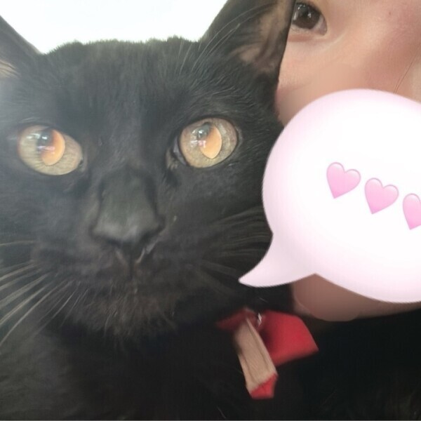 にゃん🐾