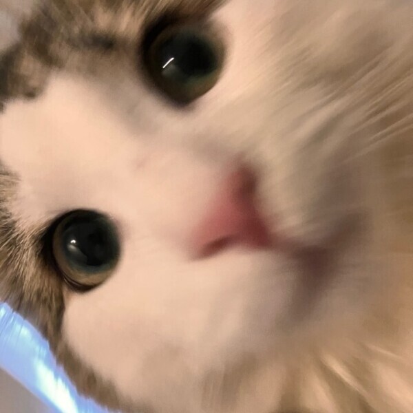 ありがとうございました🐺