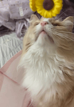 久しぶりの🐱ᩚ💗