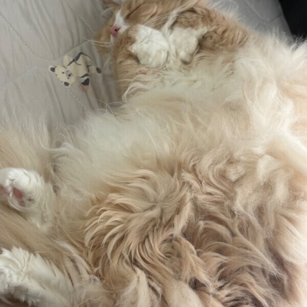 (っ ´꒳ `c)ﾑﾌﾌ︎💕︎