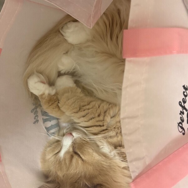 申し訳ございません。
