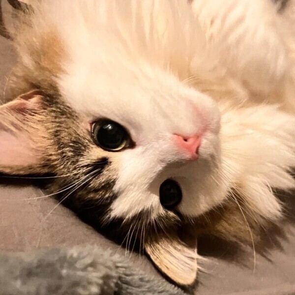 かっこよくありたい