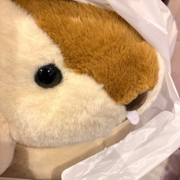デカモフ𐔌՞⁔ •𖥦•⁔՞𐦯︎︎◝✩