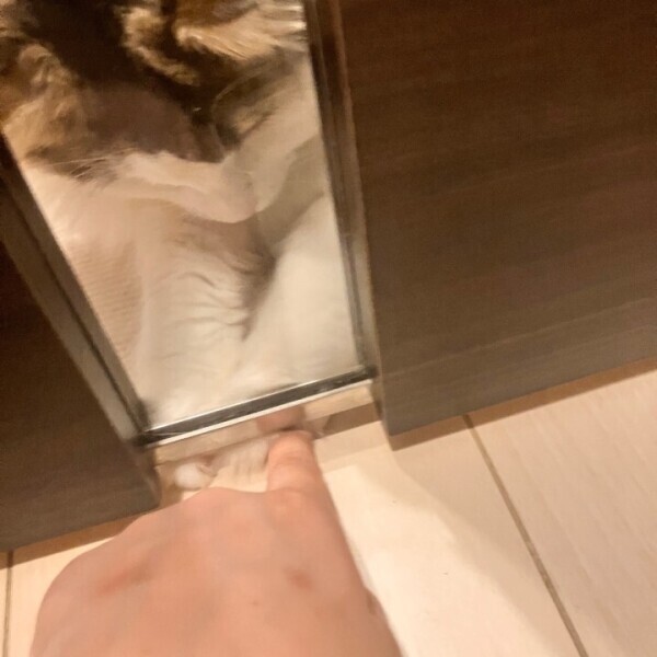 私の猫様