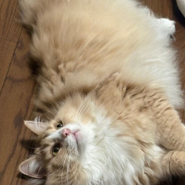 🐱ᩚ︎💕︎︎