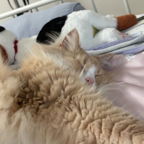 申し訳ございません。