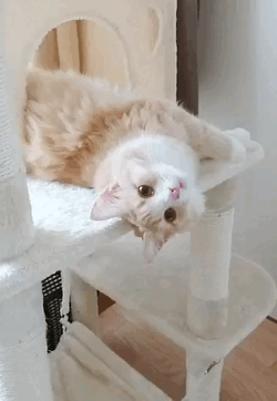 癒しのおすそ分け🐱ᩚ