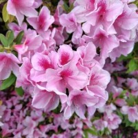 はる