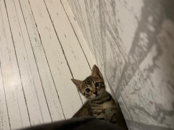 ごめんなさい?