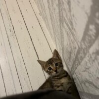 まあみ