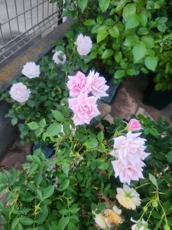 ありがとうございます