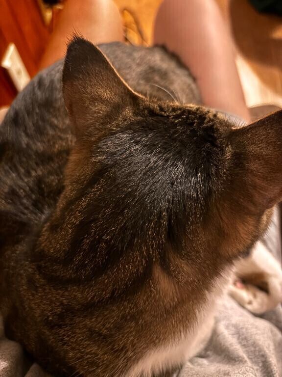 愛猫?