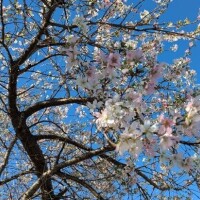 ひかる