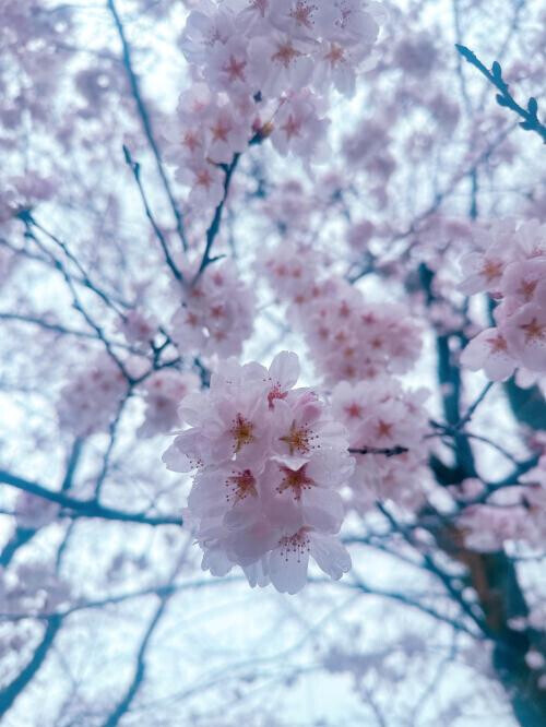 花時雨👀